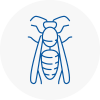 Kimberley Wasp Nest Removal